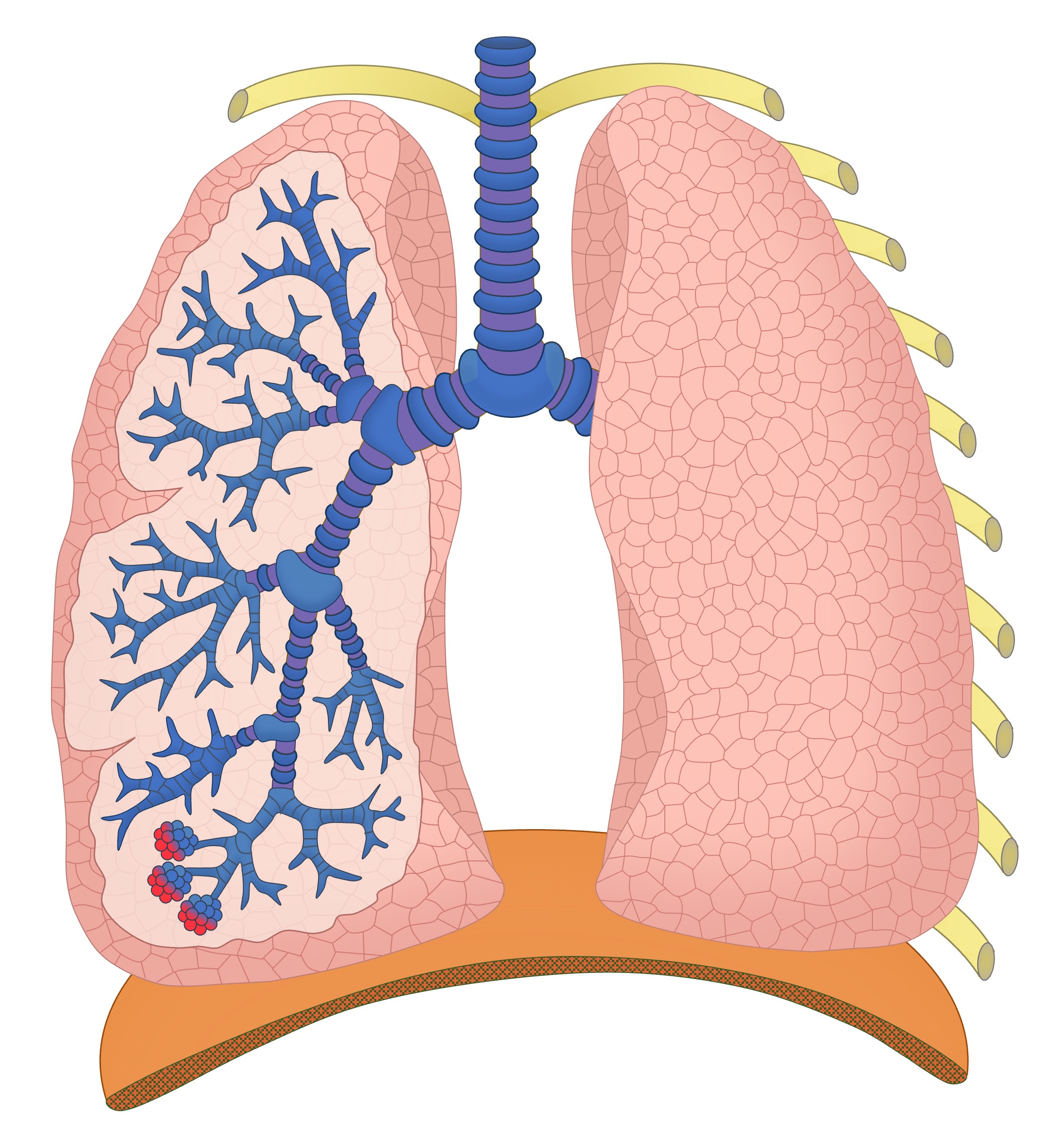 Lungs
